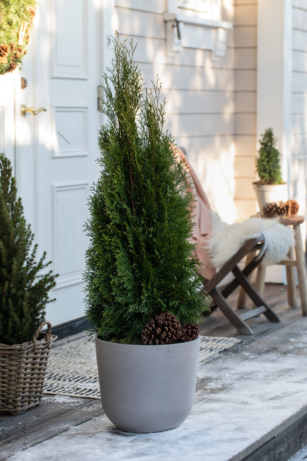 Thuja